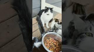 Feeding Our Happy Family of Shelter Cats!     @youtubecreators #youtubeshorts #cats