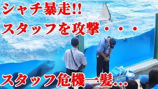 【ハプニング】 鴨川シーワールドのシャチがスタッフを攻撃!! 鴨シー アクシデント KamogawaSeaWorld  orca killerwhale