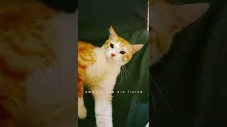 When my kitten got mad and attacked me #shorts #gingercat #cat  #haruthekittycat