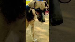 kallo ka new chasama.#kallo #chasama #viral #popular #tarkmehtakaooltachashma #viral #vtrendi#new