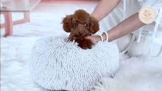 Apollo the Teacup Poodle boy  has the sweetest face #tinydog #cutestdog