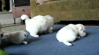 Coton de Tulear Cuteberry's FUNNIEST Coton puppy talk