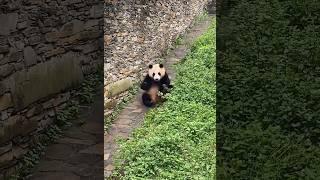 Fu Bao Rolls 7 Times in a Row #panda #fubao #푸바오 #福宝 #fyp #viral #pandalife #pandalover