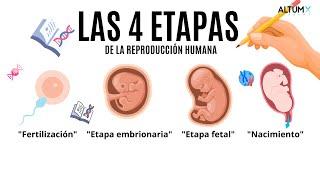 "Explorando las 4 Etapas de la Reproducción Humana | Educación para Adolescentes"