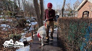 上り階段の木道を通り張り切って車まで歩いたルンルンです　Great Pyrenees　グレートピレニーズ