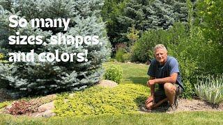 Hardy Junipers For Your Landscape: So Many Sizes, Shapes, And Colors