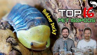 Top 5 Pet Isopods (oh, make that 16!)