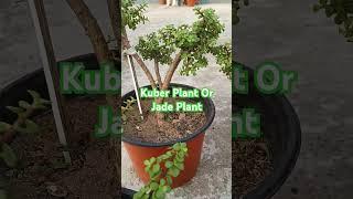 Kuber Plant Or Jade Plant #jadeplant #luckyplants #astrology #plants #shorts