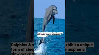 dolphin sleeps one half of the brain wake #educationalvideo #shorts #grade001