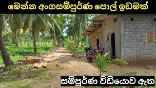 අංගසම්පුර්ණ පොල් ඉඩමක් විකිණීමට | idam lanka | coconut land sale in srilanka