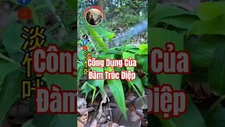 Bạn đã biết công dụng của Đàm Trúc Diệp chưa?