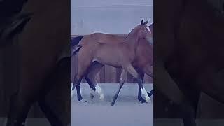 That foal  #shorts #fohlen #foal #pferde #horse #pferd #edit #edits #horses