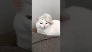 16 MLN is not hrd for kitty Sofia |#beats#music#typebeat #trap#pets#subscribers @SOFIADELMONSTROO