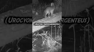 Fox on Log (Trail Cam) #shorts