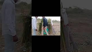 Dil To Pagal Haiv#trending #love #hindisong  #ytshorts #virslshorts