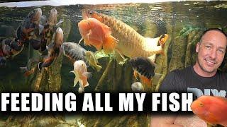 FEEDING ALL MY FISH in the aquarium gallery - the king of DIY