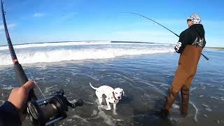 OREGON SURF PERCH FISHING ON FIRE AT THE BEACH / REDTAIL SURF PERCH FISHING