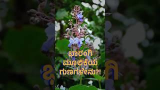 Bharangi Herb Benefits | Asthma, Fever & Skin Relief!  #shorts #antioxidants #herbalmedicine #health