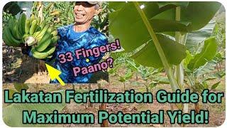 『Lakatan Fertilization Guide for Maximum Potential Yield』〘Planning to plant Lakatan? Watch this!〙