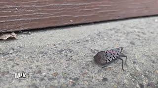 Let's smash some spotted lanternflies