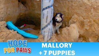 Abandoned Husky and puppies rescued just in time!  #dogs