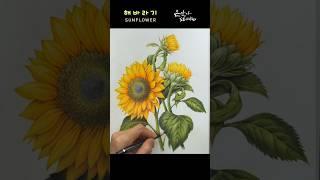 금전운을 부르는 해바라기 그리기 | Sunflower drawing | 색연필 꽃그림