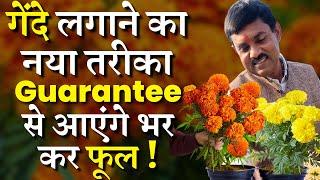 गेंदे लगाने का नया तरीका || Guarantee से आएंगे भर कर फूल || Marigold New Tips and Tricks