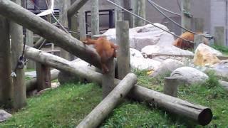 Baby Orangutan Frolicking