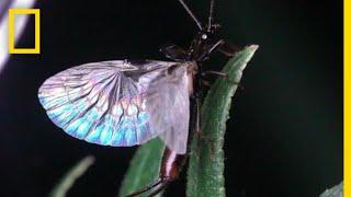 Earwig Wings are Origami-Like | National Geographic