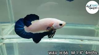 (WAV-66) Marble Blue Rim Plakad  Male Betta