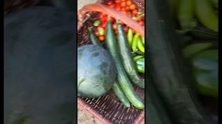 Harvest with me#vegetables #homegrown  #veggies #gardening #harvest #homegardening #shorts #garden