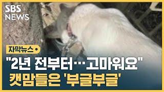 "2년 전부터…고마워요" 캣맘들은 '부글부글' (자막뉴스) / SBS