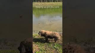 Wiping it down!!! #timo #dog #goldenretriever #viral #trending #shorts #short