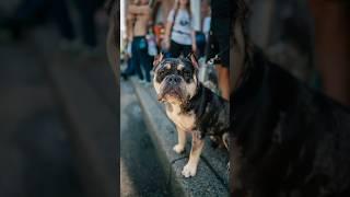 Bulldog Street Portraits #streetphotography #strangerportraits #dogphotography