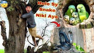 Green Parrot Ky Hole Sy Snake Nikl Aya