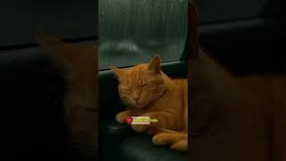 Drift Away with the Rain#asmrsounds #cat #sleep #rain #catlovers #rainsounds