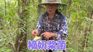 阿恋和雨哥上山摘奶浆菌碰到菌窝，俩人抢不停，整个山林充满笑声