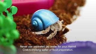 My First Pet - Hermit Crab