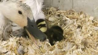 Mama Duck and Her New Baby