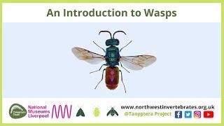 An Introduction to Wasps