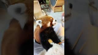 小熊猫：我是那么不讲道理的熊吗？ 小熊猫 萌化了 萌宠 动物 可爱到爆炸