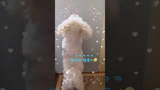 3년전 늘 안아달라던 달콩이 #인삼먹는달콩이 #말티즈 #졸귀 #말티즈는참지않지 #애견 #댕댕이