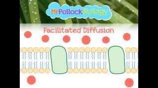 Diffusion, Facilitated Diffusion & Active Transport: Movement across the Cell Membrane