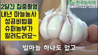 [한국농수산TV] 내년 마늘농사 성공비법 슈퍼농부가 알려드려요~  #마늘#슈퍼농부#켈팍