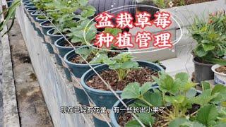 盆栽草莓如何种植和养护？做好5个方面管理，草莓苗壮结果快