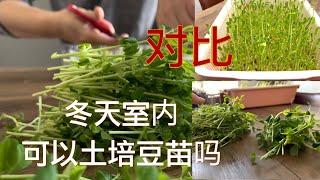 【字幕】豆苗好贵 最简单室内种豆苗法  冬季菜 绿油油吃不完 烫火锅最快 土培水培哪种好 全程记录【Garden Time 田园生活分享】