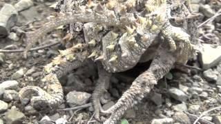 Horned lizard sex (Phrynosoma asio)