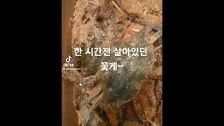 살아있는 꽃게~~~~어떻게 손질하지 10분 고민 ㅜㅜ..한시간 후 제 배속으로 다 들어갔다능ㅎㅎ 맛있어요ㅎㅎ.#꽃게#꽃게제철#살아있는꽃게#꽃게찜#꽃게라면