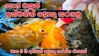 koi carp fish sinhala