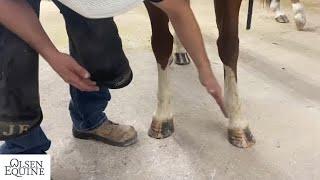 AMAZING!!!   Happy Horse's come from Happy Hooves! Horse Shoeing for tricky conformation.